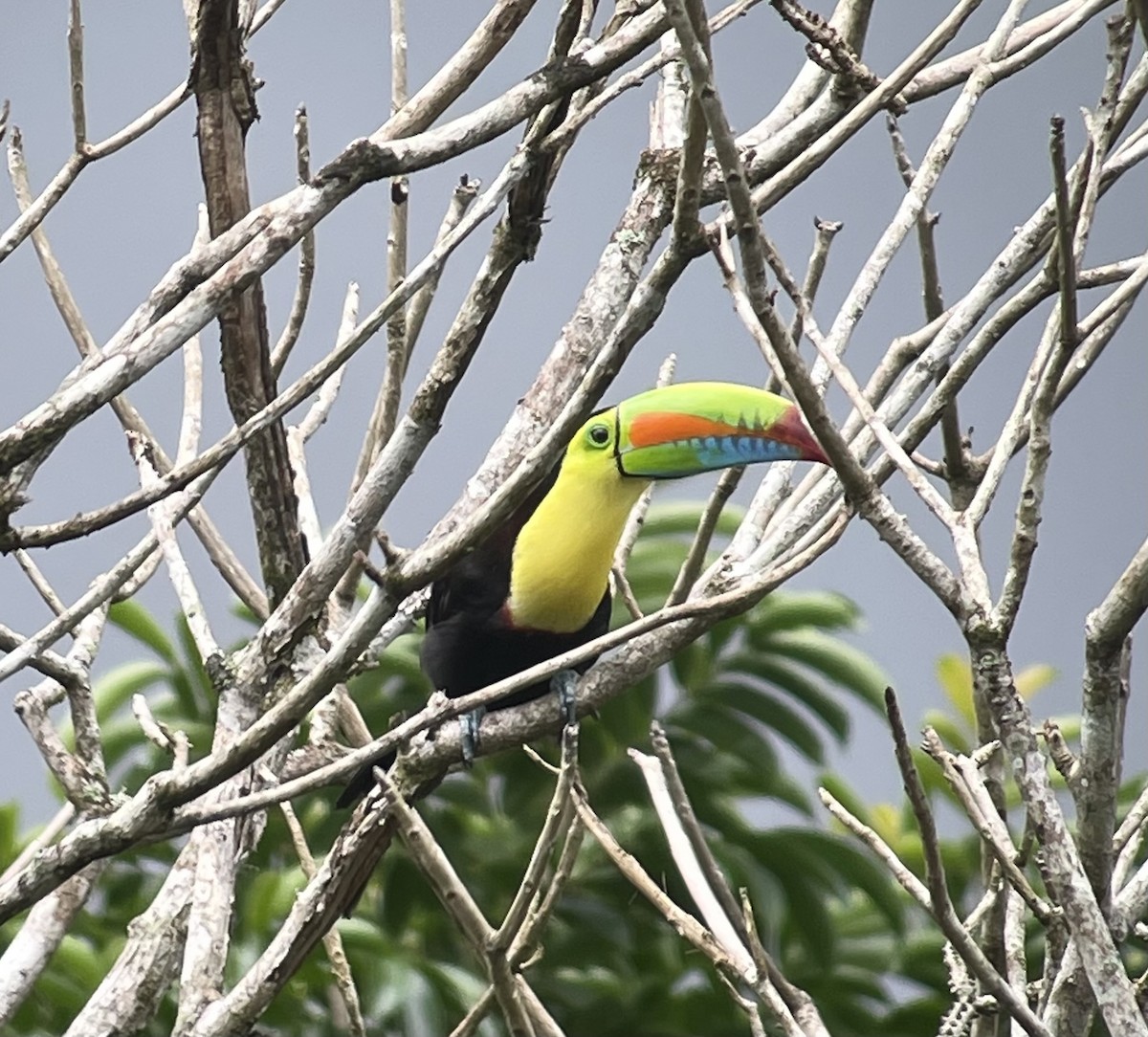 Keel-billed Toucan - ML620873358