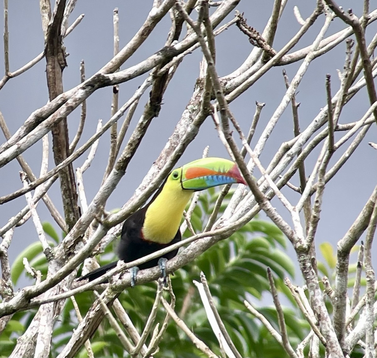 Toucan à carène - ML620873359