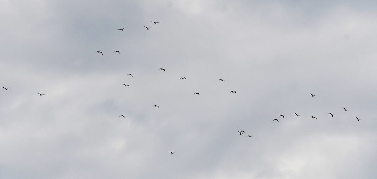 Franklin's Gull - ML620873363