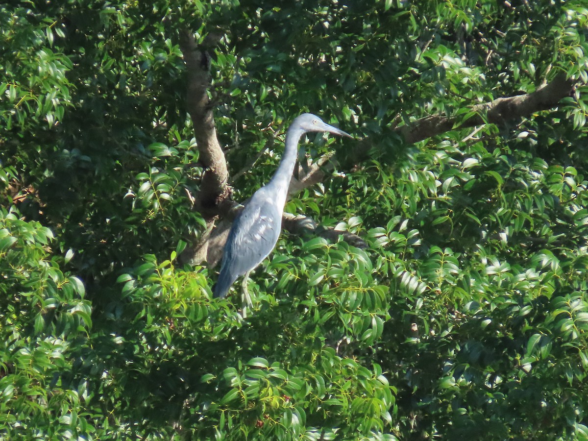 Little Blue Heron - Laurie Witkin