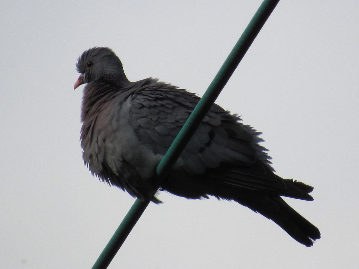 Pigeon colombin - ML620873367