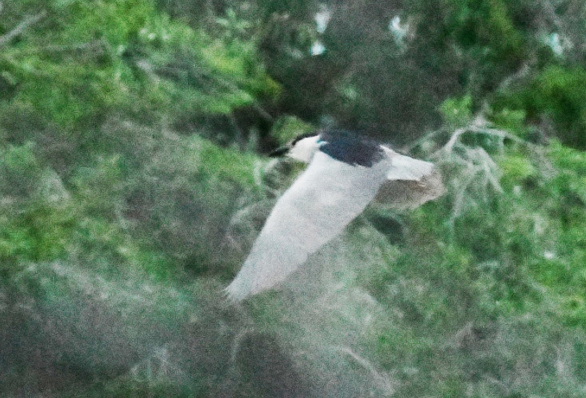 Black-crowned Night Heron - ML620873370
