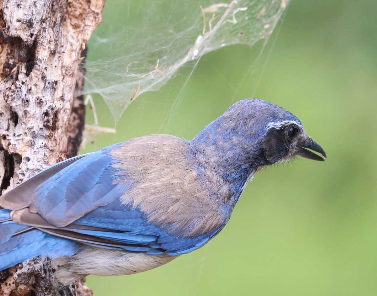 California Scrub-Jay - ML620873373