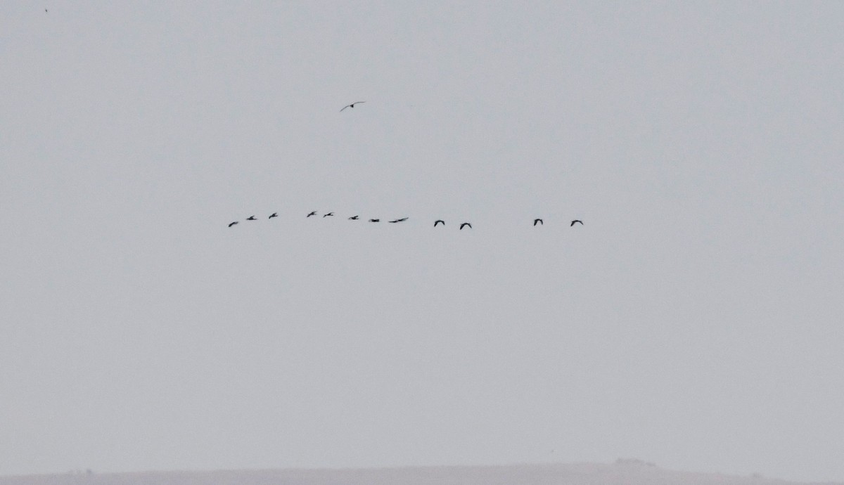 White-faced Ibis - ML620873381