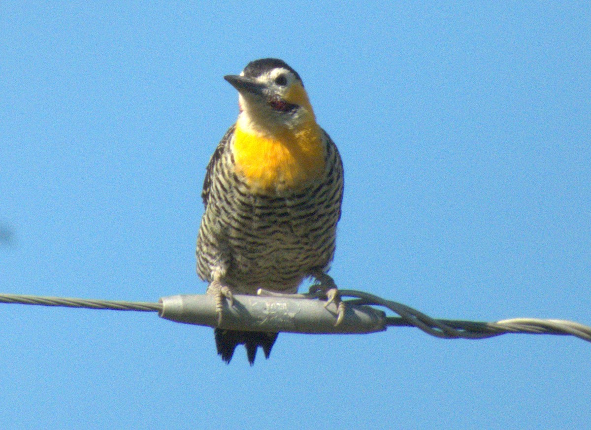 Carpintero Campestre - ML620873394