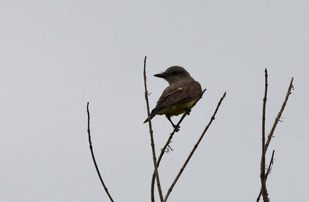 Western Kingbird - ML620873399