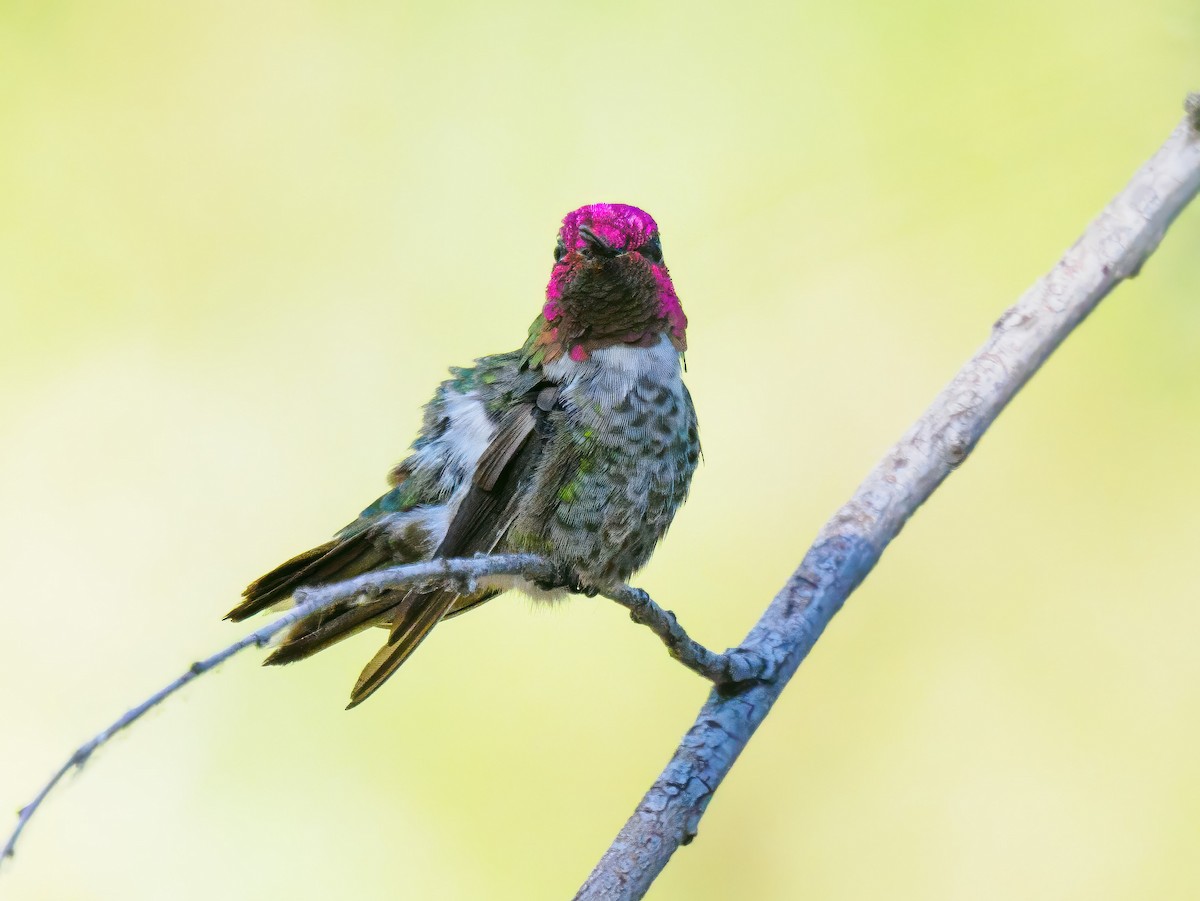 Anna's Hummingbird - ML620873402