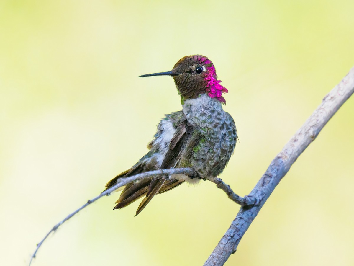 Anna's Hummingbird - ML620873403
