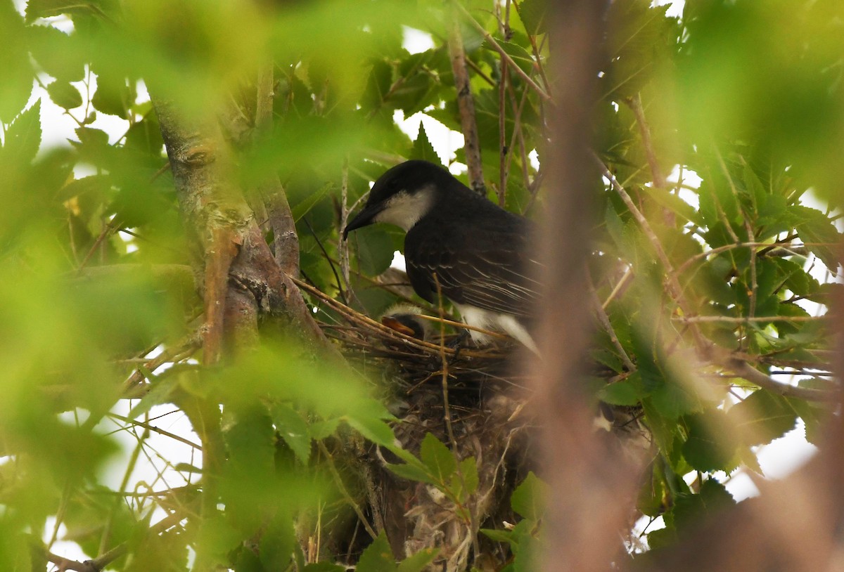 Eastern Kingbird - ML620873404