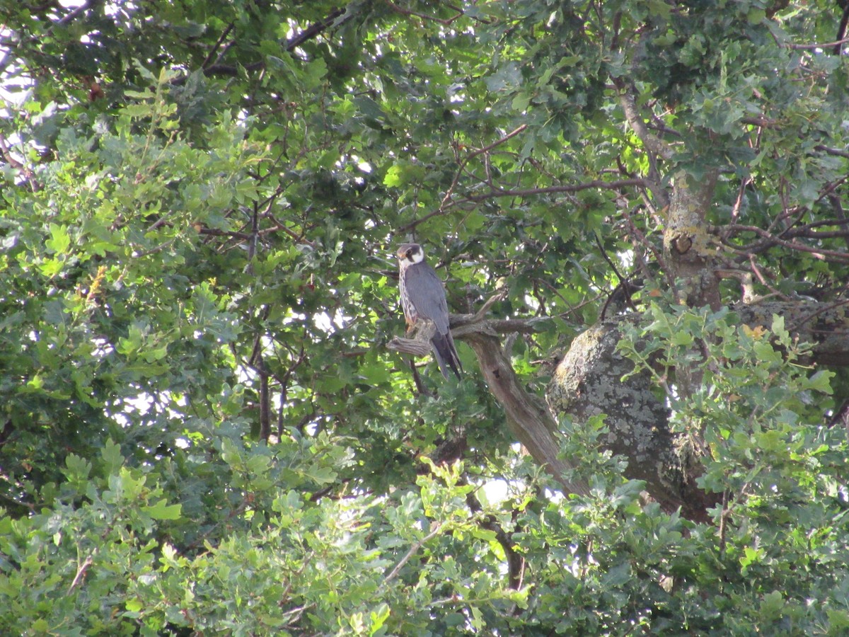 Eurasian Hobby - ML620873418