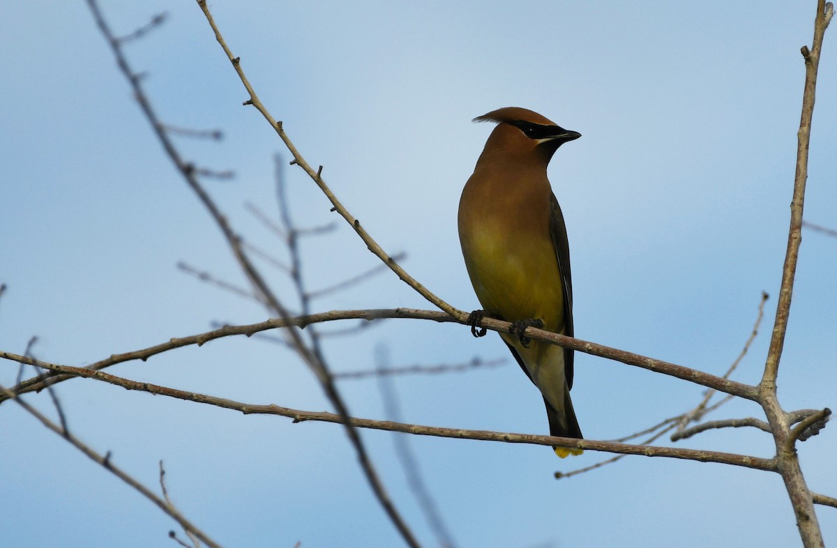 Cedar Waxwing - ML620873420