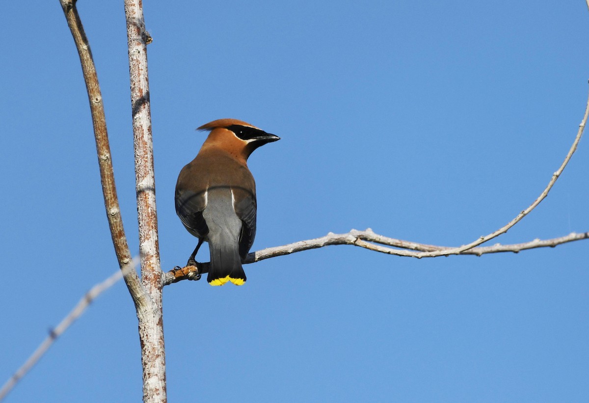 Cedar Waxwing - ML620873421