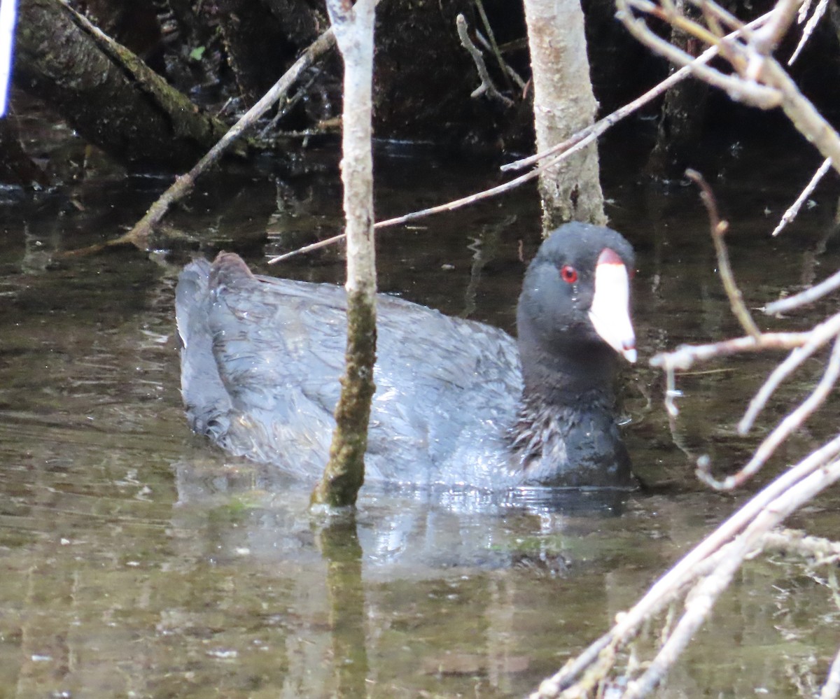 American Coot - ML620873433