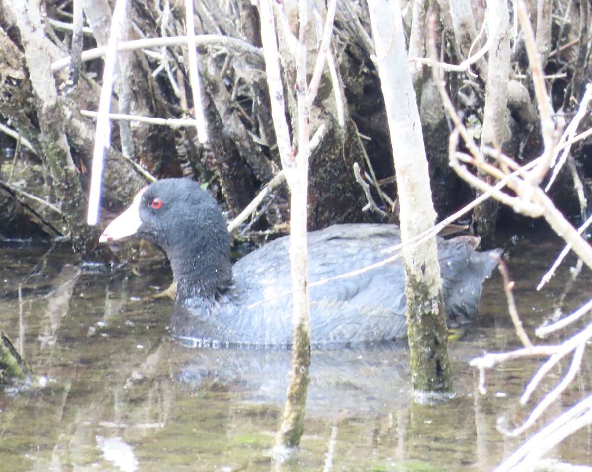 American Coot - ML620873434