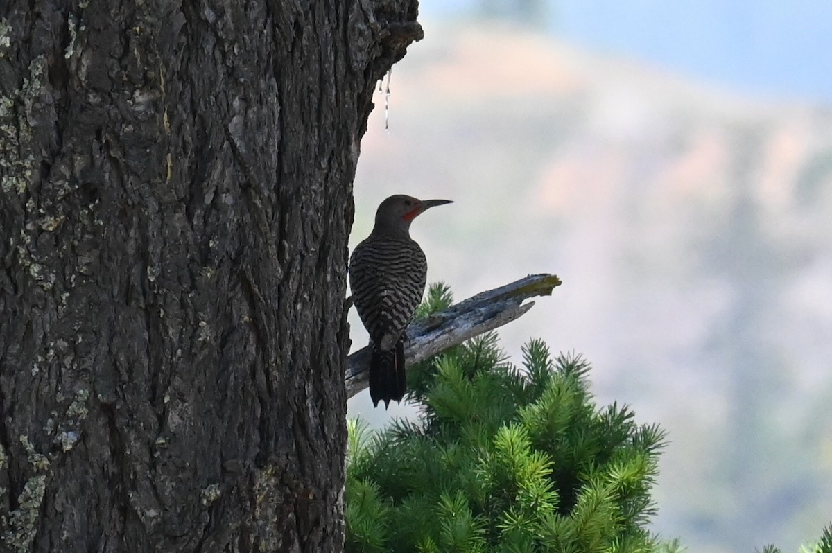 Northern Flicker - ML620873439