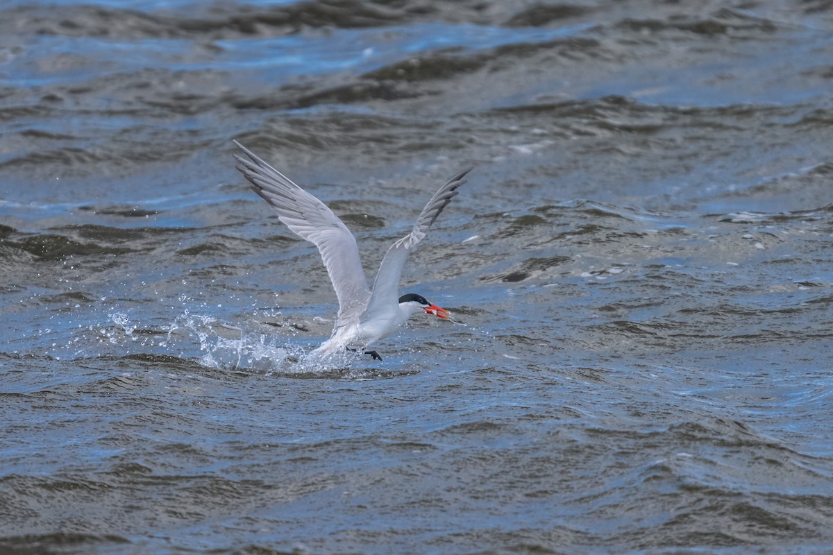 Caspian Tern - Matt Saunders