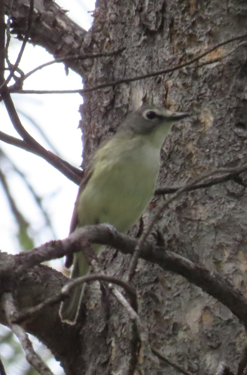 Cassin's Vireo - ML620873446