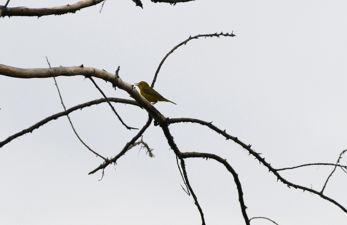 Yellow Warbler (Northern) - ML620873447