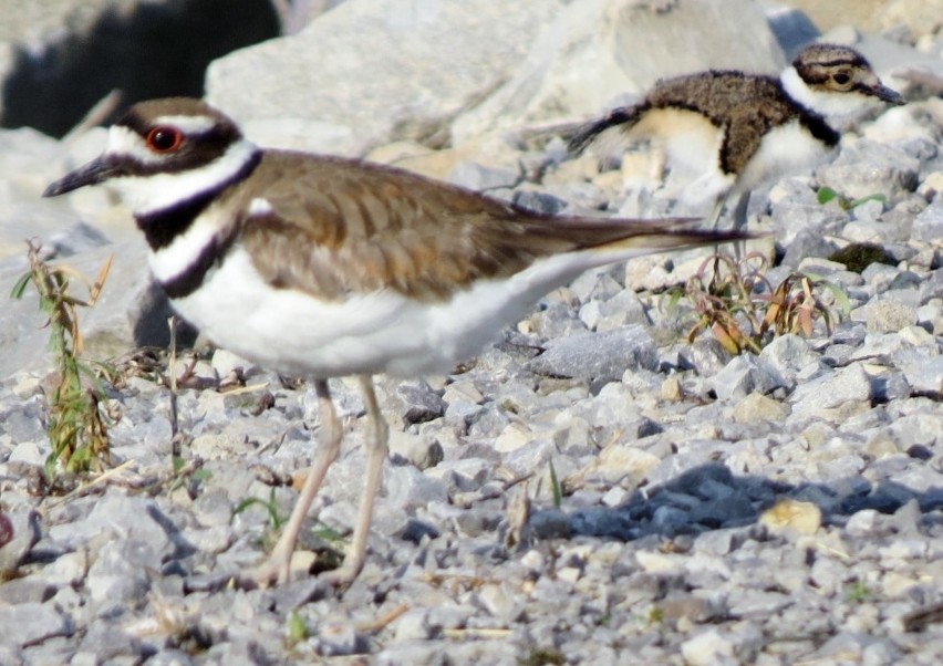 Killdeer - ML620873448