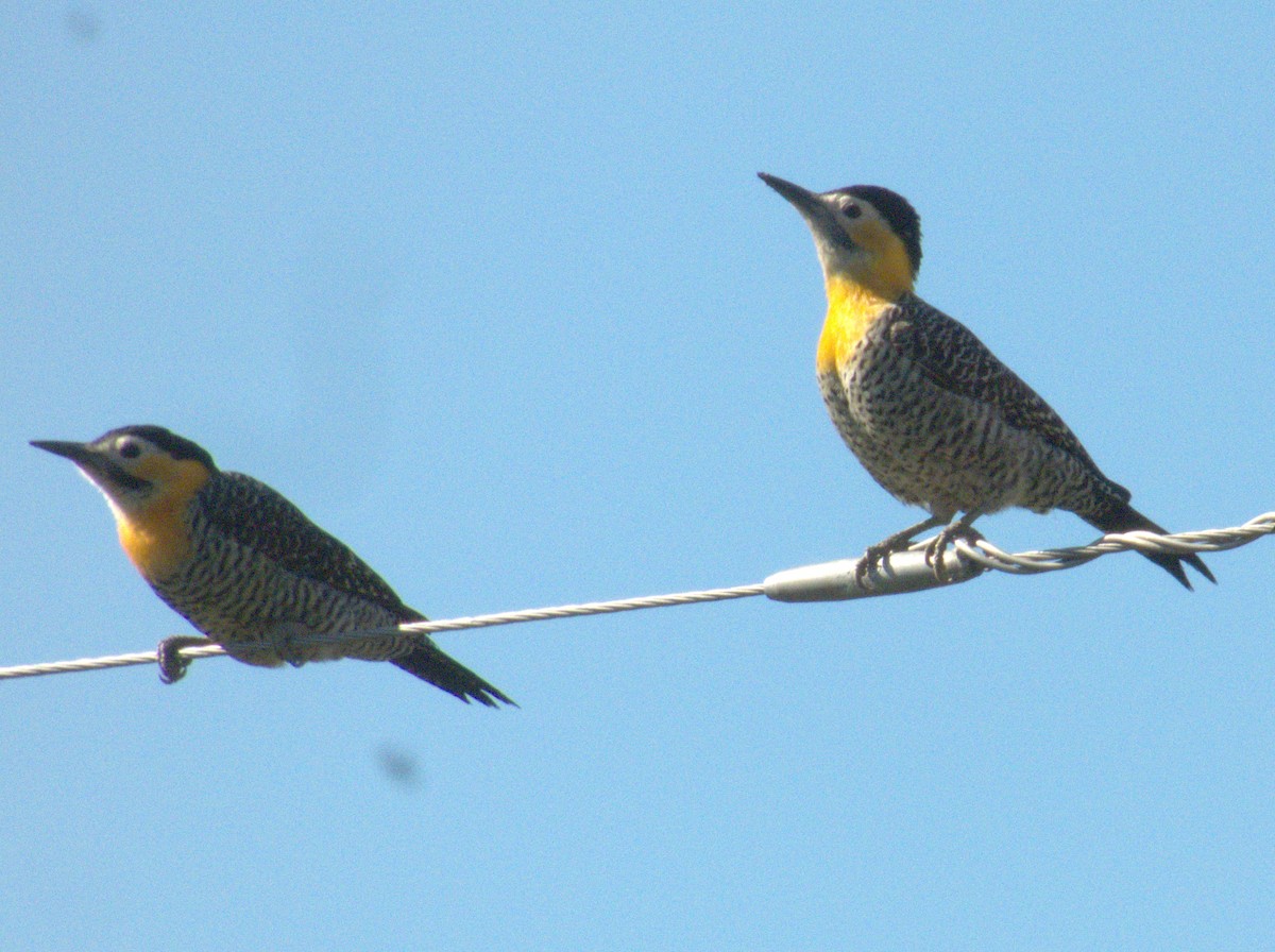 Campo Flicker - Edgardo Oscar Pic