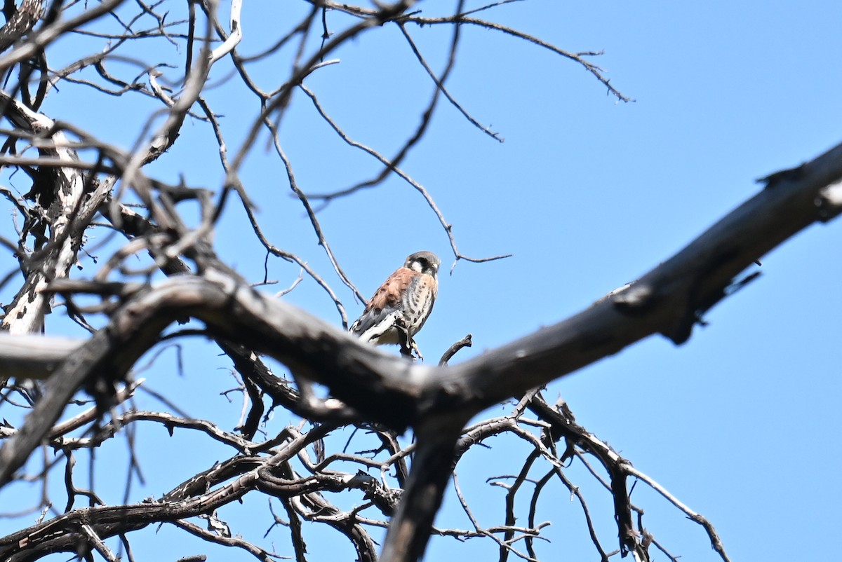 American Kestrel - ML620873454