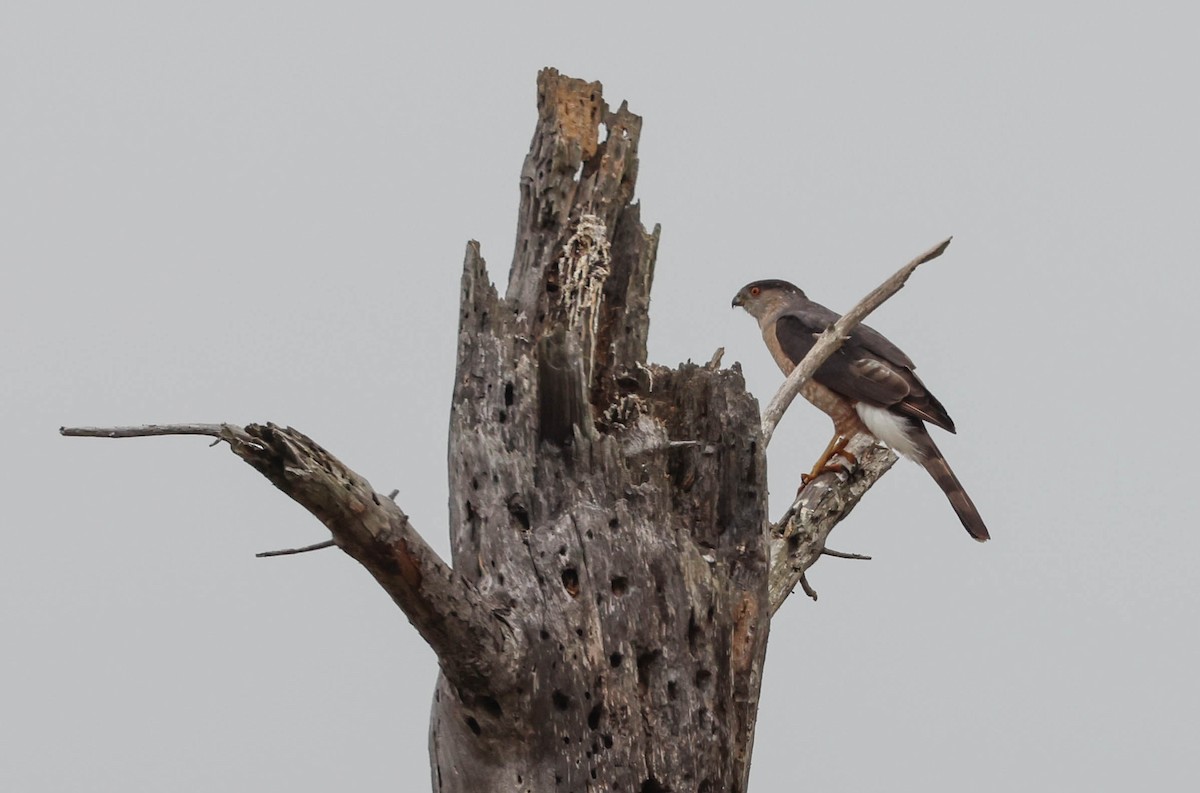 Cooper's Hawk - ML620873456