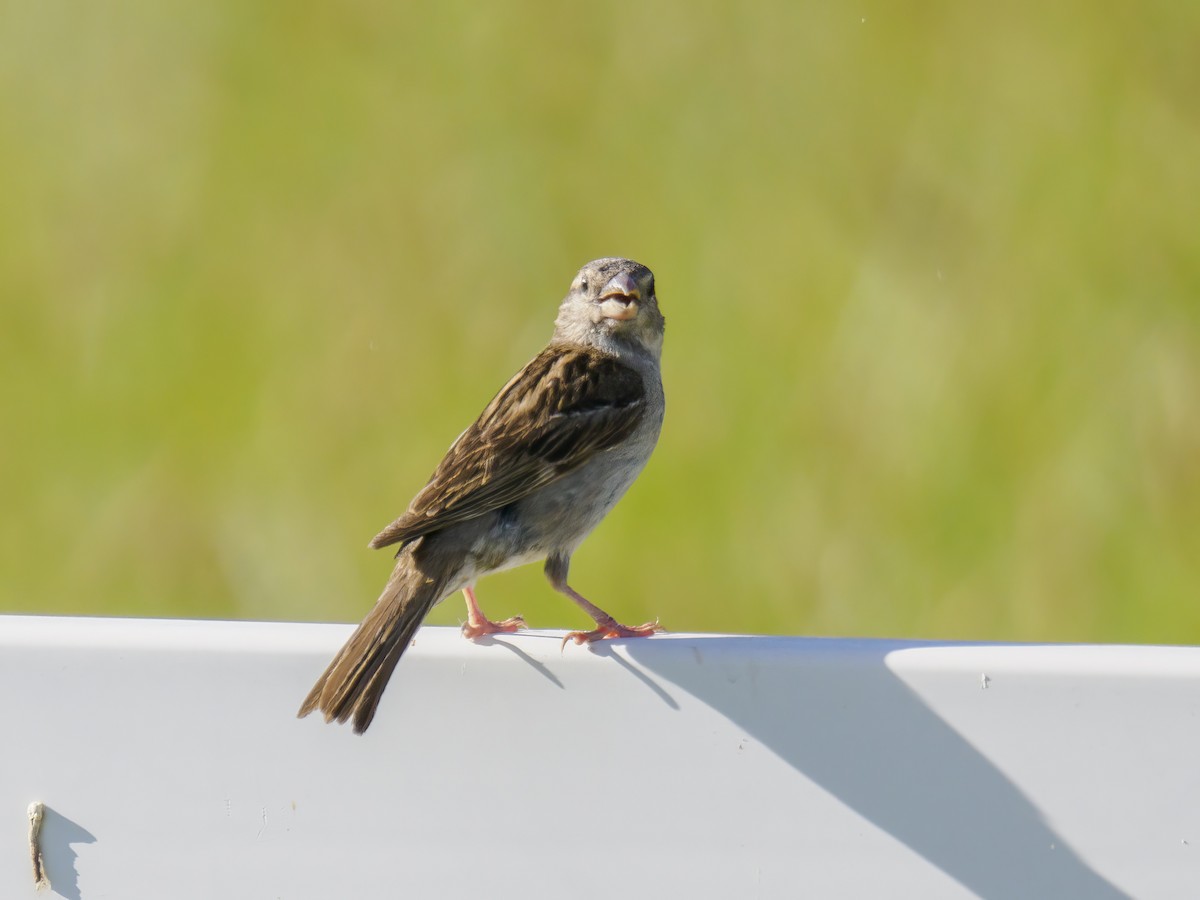 Moineau domestique - ML620873457