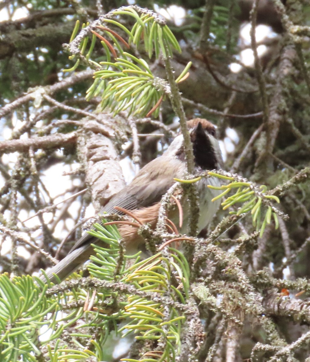 Boreal Chickadee - ML620873464