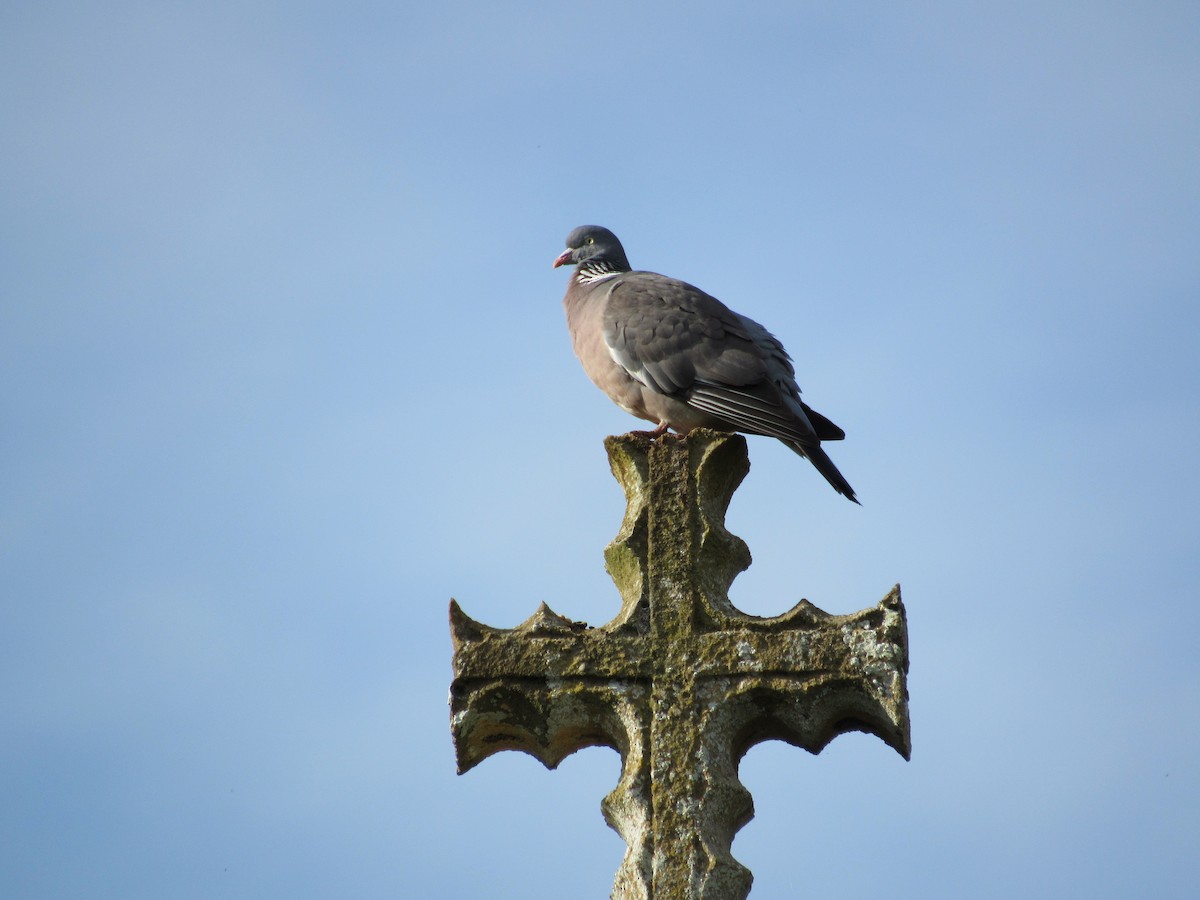 Common Wood-Pigeon - ML620873469