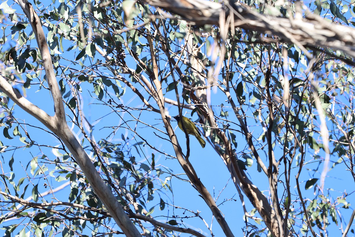 White-eared Honeyeater - ML620873470