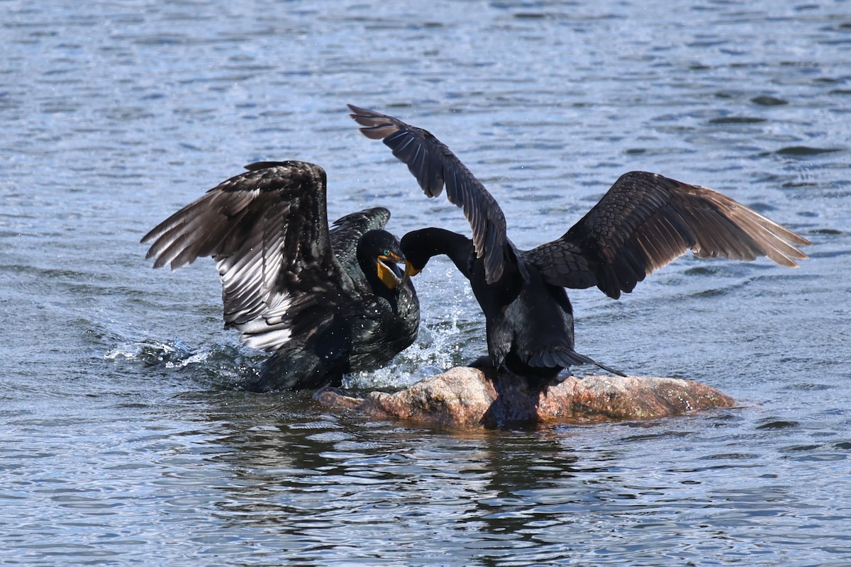 Double-crested Cormorant - ML620873475