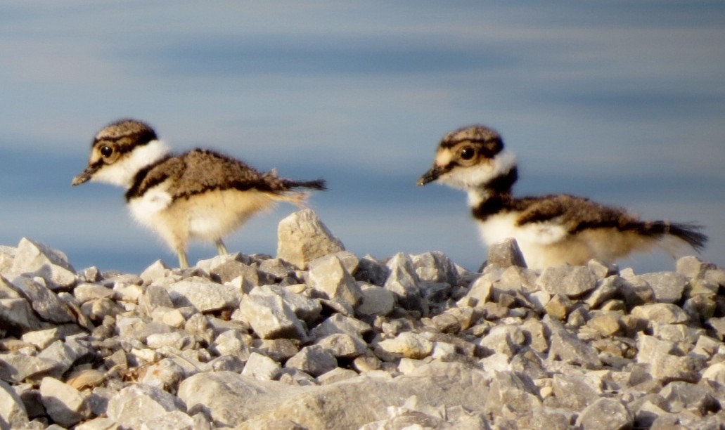 Killdeer - Monique Groulx