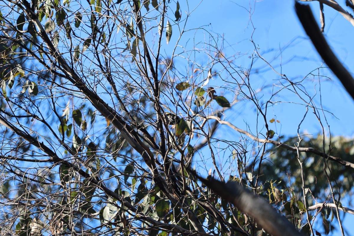 New Holland Honeyeater - ML620873509