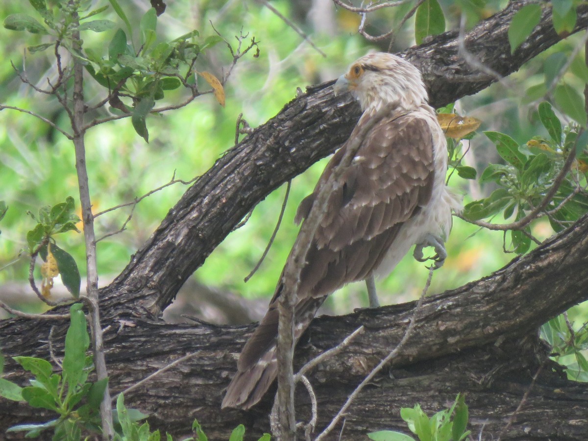 Caracara Chimachima - ML620873515