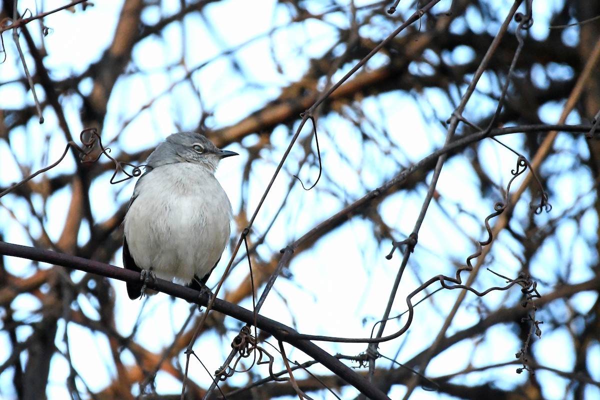 Northern Mockingbird - ML620873530