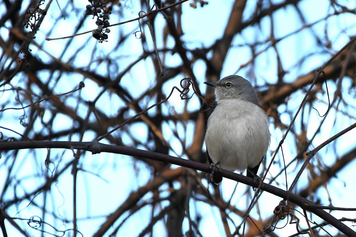 Northern Mockingbird - ML620873533