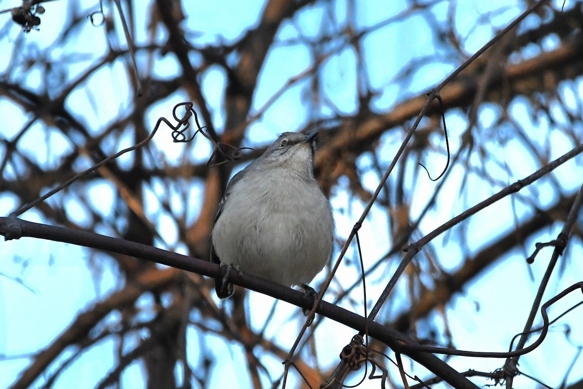 Northern Mockingbird - ML620873537