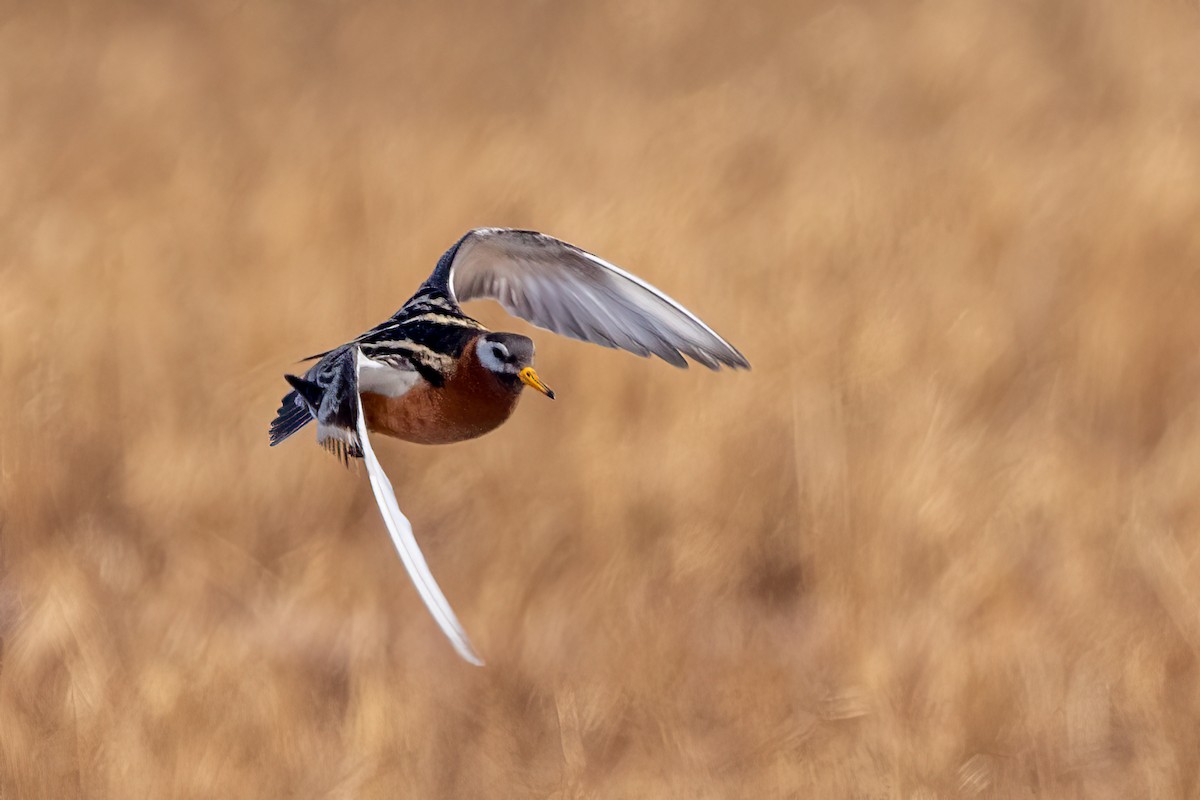 Red Phalarope - ML620873547