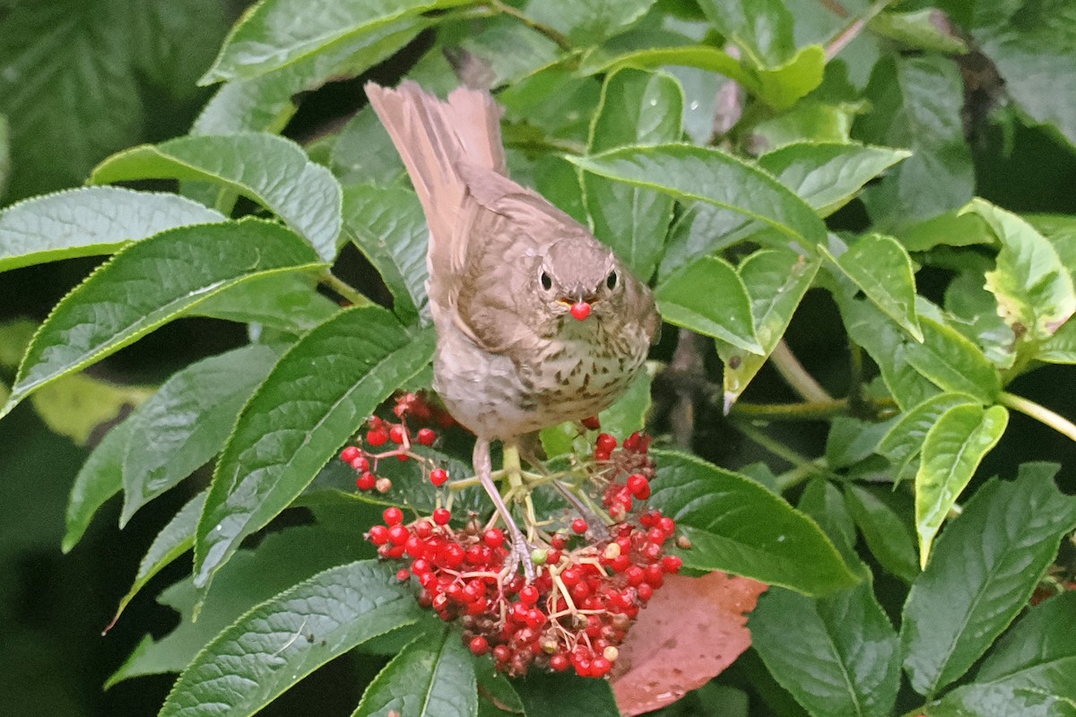 Swainson's Thrush - ML620873550