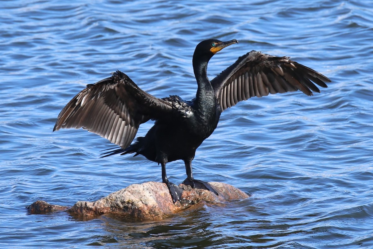 Double-crested Cormorant - ML620873556