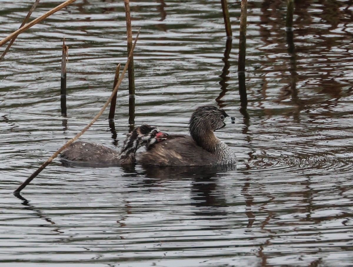 Pied-billed Grebe - ML620873558