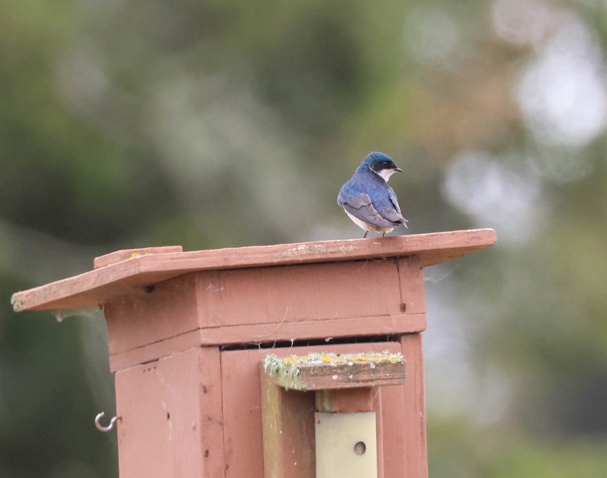 Golondrina Bicolor - ML620873559