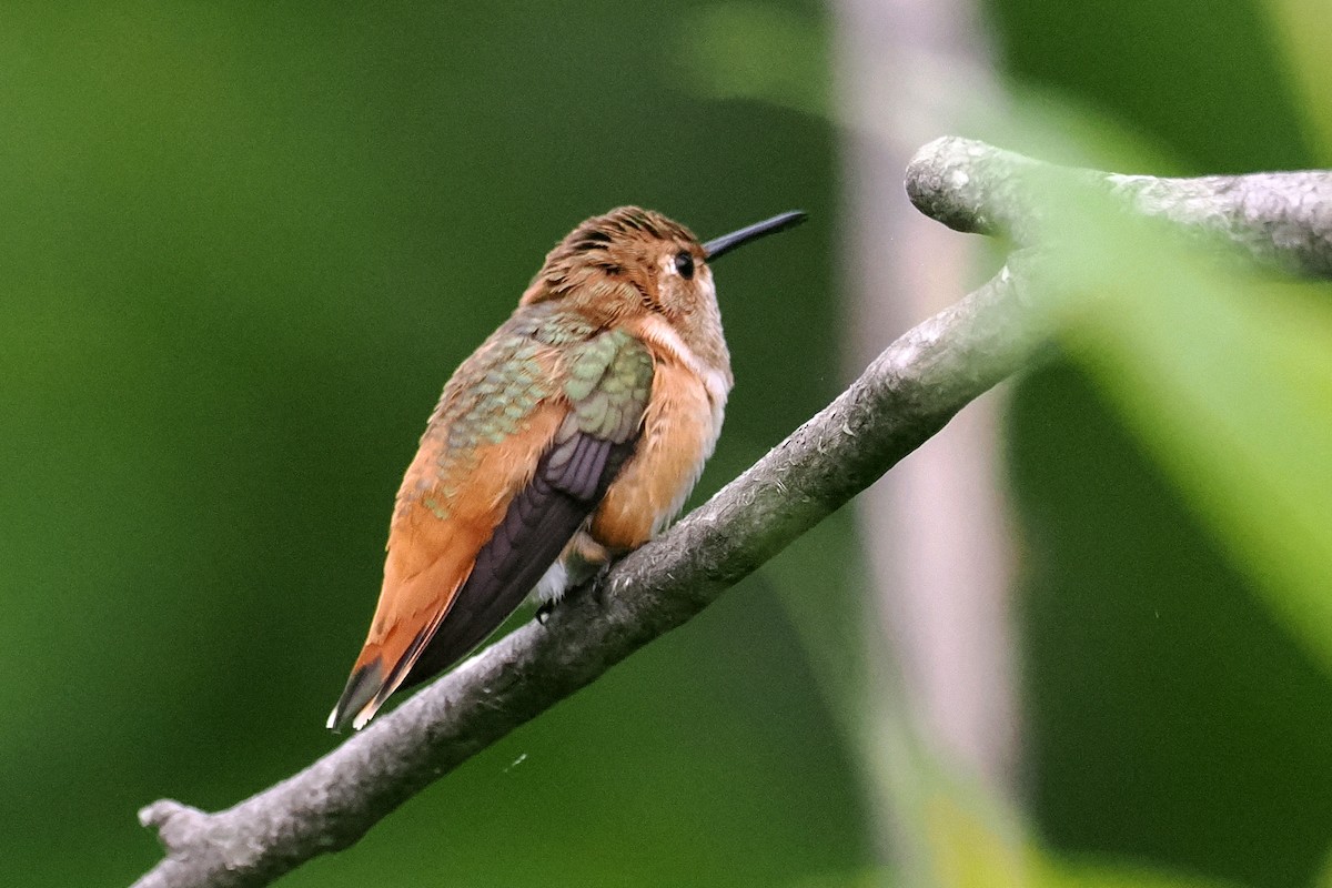 Allen's Hummingbird - ML620873560