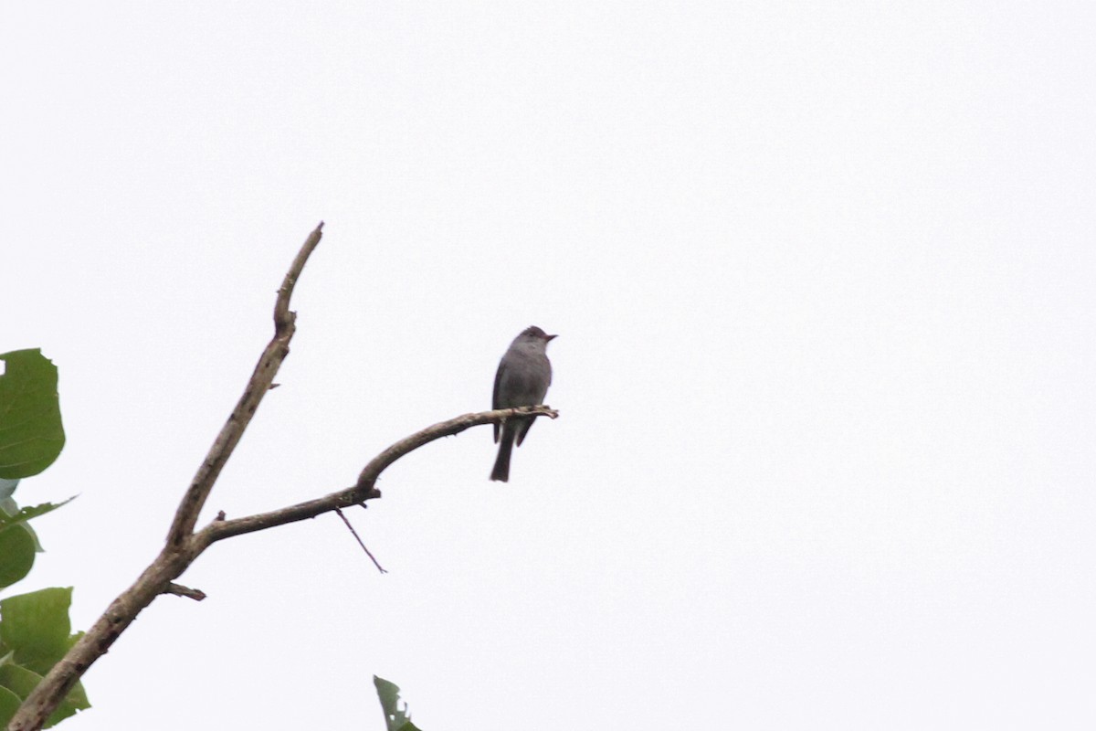 Smoke-colored Pewee - ML620873561