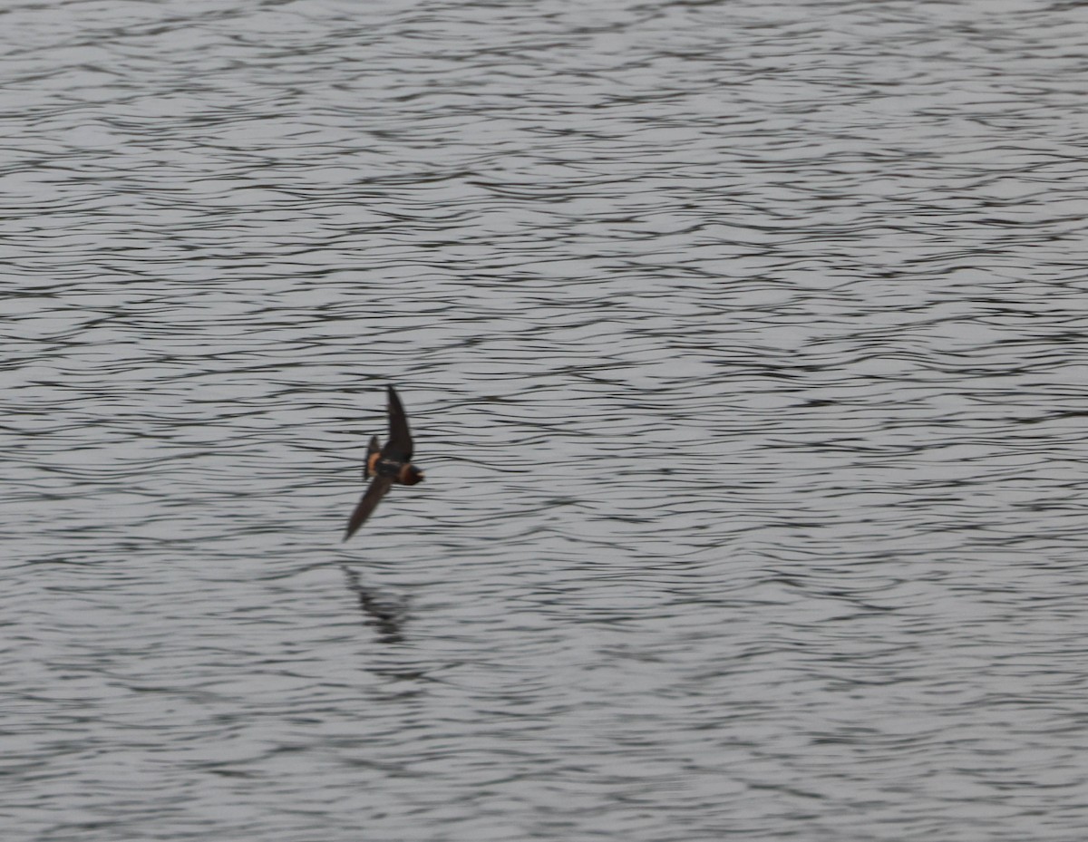 Cliff Swallow - ML620873566