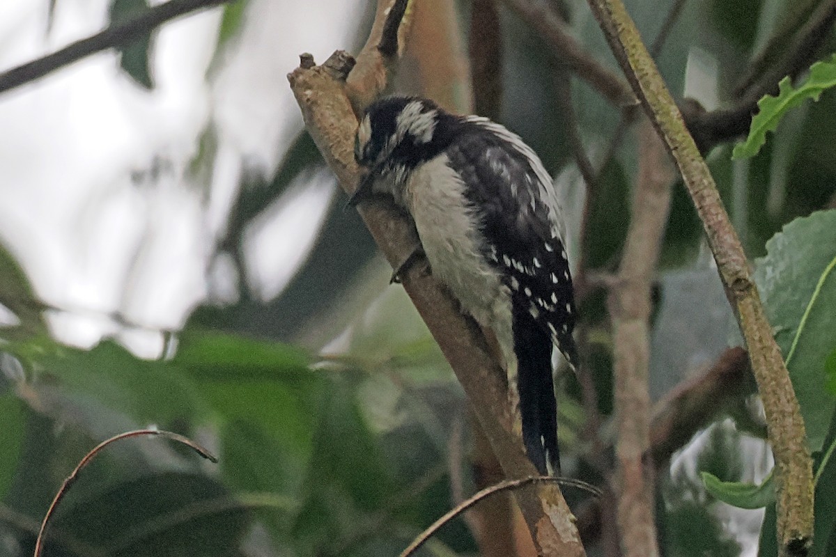 Downy Woodpecker - ML620873572