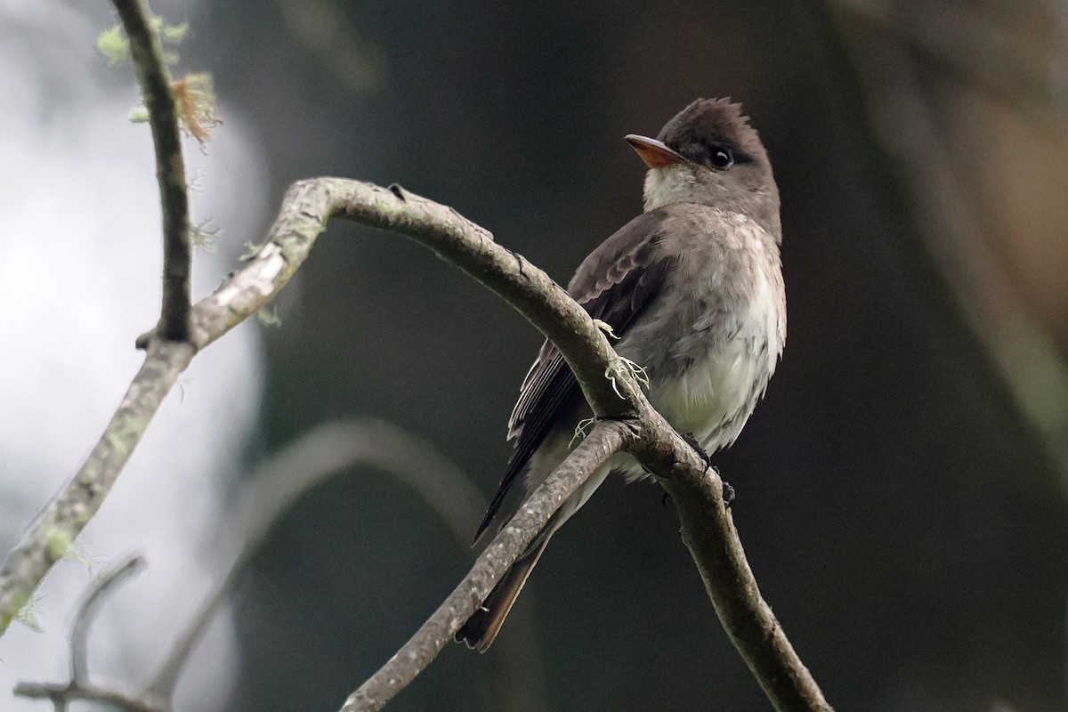 Olive-sided Flycatcher - ML620873591