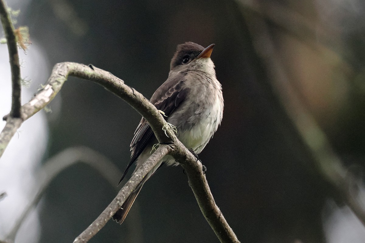 Olive-sided Flycatcher - ML620873592