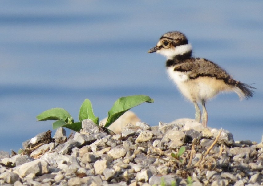 Killdeer - ML620873593