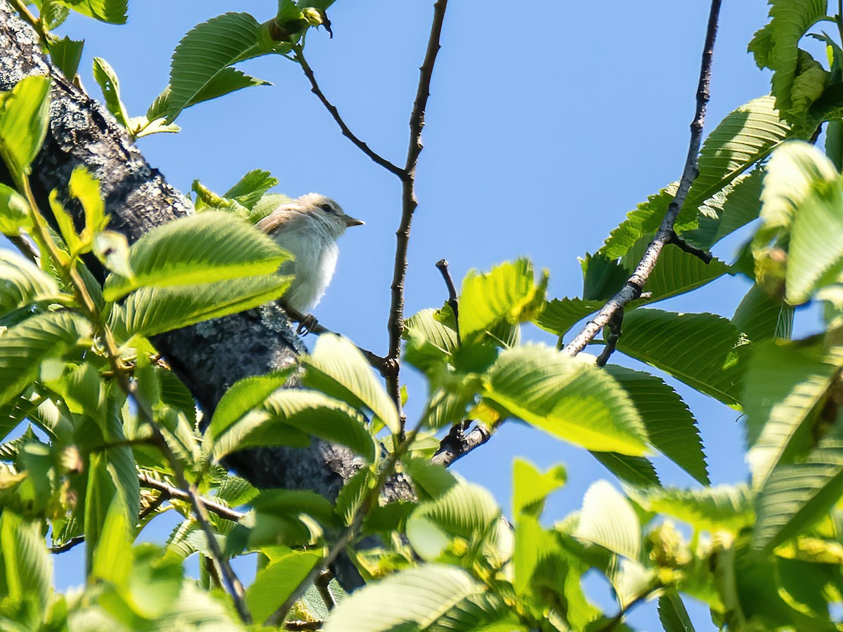 Warbling Vireo - ML620873594